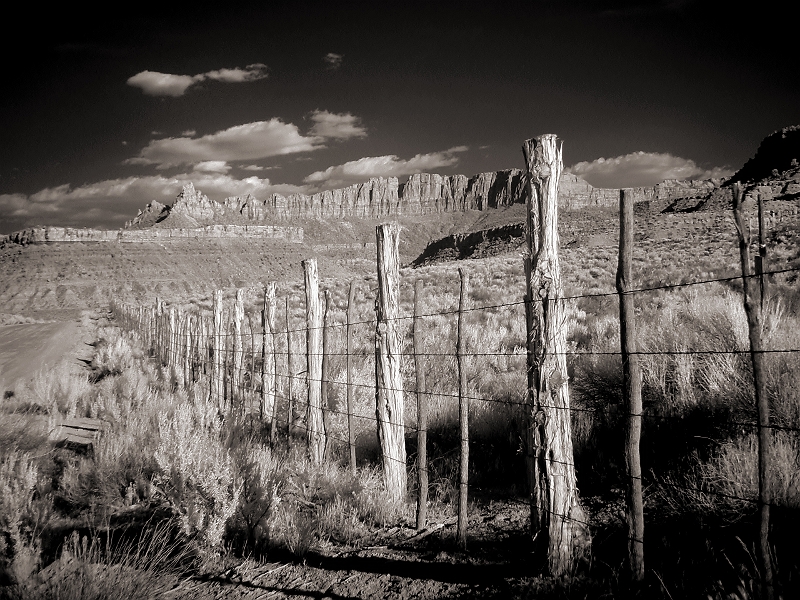 Fence Row Near Zion, UT � Dave Hickey